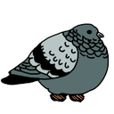Sky Rat Digital Pigeon